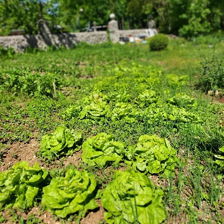 Royal * Ljubuški